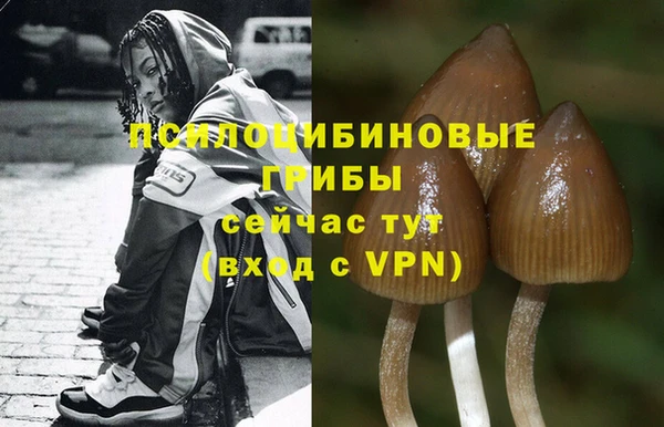 прущие грибы Армянск